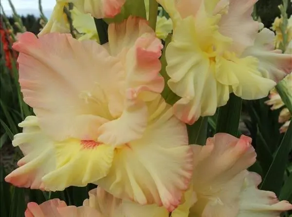 Varieties of gladioli with photos and names (white, red, amber, pink, yellow, lilac, blue) + classification