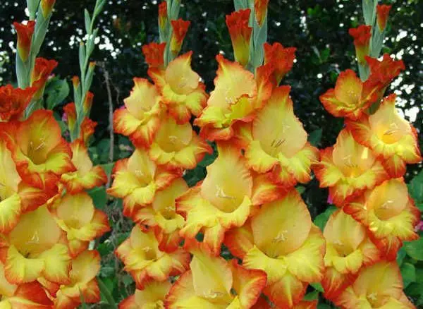 Varieties of gladioli with photos and names (white, red, amber, pink, yellow, lilac, blue) + classification