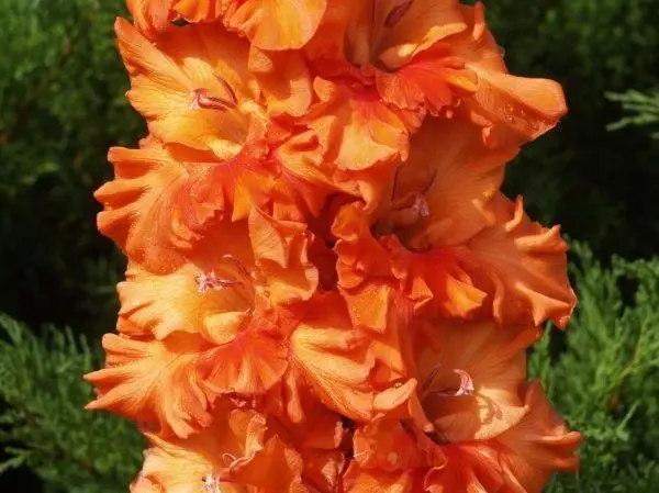 Varieties of gladioli with photos and names (white, red, amber, pink, yellow, lilac, blue) + classification