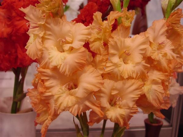 Varieties of gladioli with photos and names (white, red, amber, pink, yellow, lilac, blue) + classification