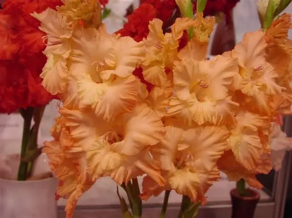 Varieties of gladioli with photos and names (white, red, amber, pink, yellow, lilac, blue) + classification