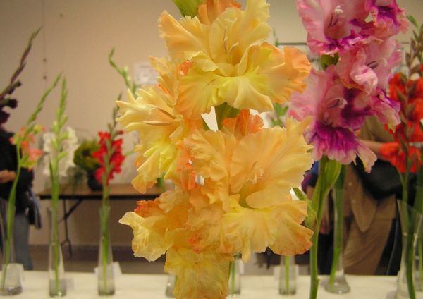 Varieties of gladioli with photos and names (white, red, amber, pink, yellow, lilac, blue) + classification