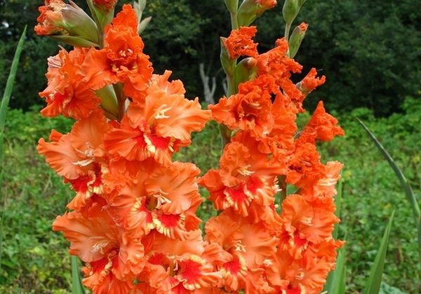 Varieties of gladioli with photos and names (white, red, amber, pink, yellow, lilac, blue) + classification