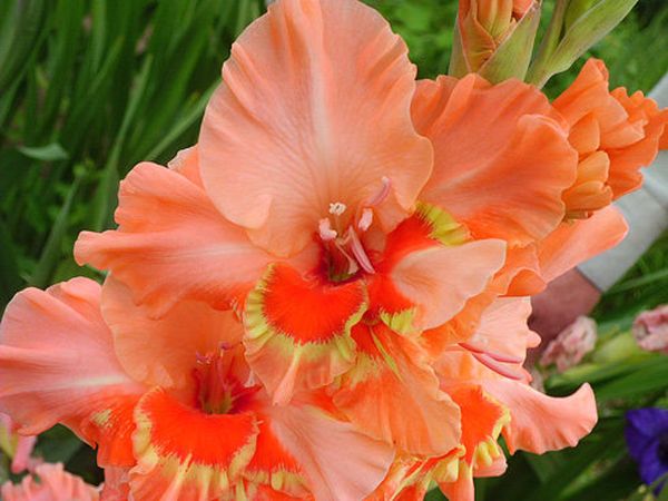 Varieties of gladioli with photos and names (white, red, amber, pink, yellow, lilac, blue) + classification