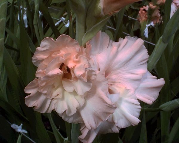 Varieties of gladioli with photos and names (white, red, amber, pink, yellow, lilac, blue) + classification