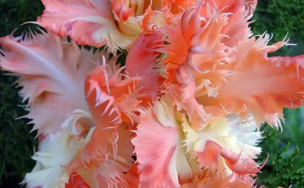 Varieties of gladioli with photos and names (white, red, amber, pink, yellow, lilac, blue) + classification