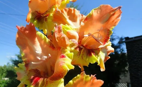 Varieties of gladioli with photos and names (white, red, amber, pink, yellow, lilac, blue) + classification