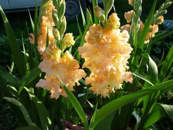 Varieties of gladioli with photos and names (white, red, amber, pink, yellow, lilac, blue) + classification