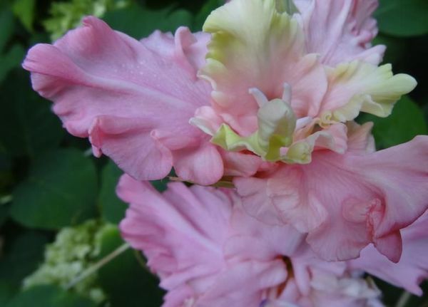 Varieties of gladioli with photos and names (white, red, amber, pink, yellow, lilac, blue) + classification