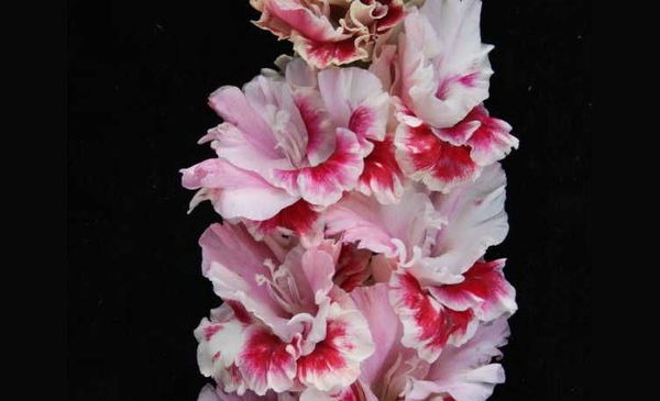 Varieties of gladioli with photos and names (white, red, amber, pink, yellow, lilac, blue) + classification