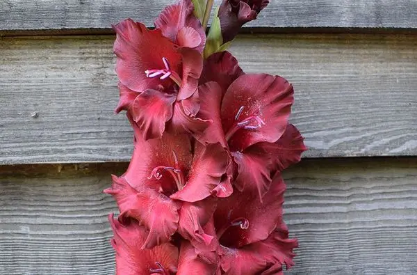 Varieties of gladioli with photos and names (white, red, amber, pink, yellow, lilac, blue) + classification