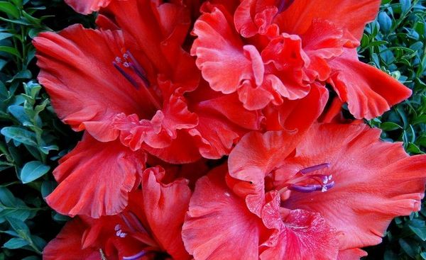 Varieties of gladioli with photos and names (white, red, amber, pink, yellow, lilac, blue) + classification