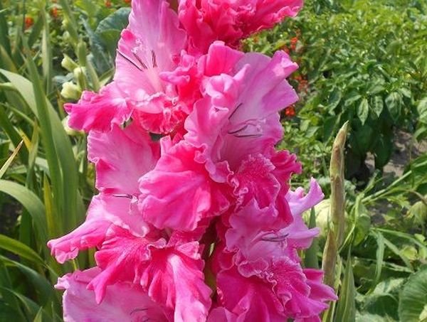 Varieties of gladioli with photos and names (white, red, amber, pink, yellow, lilac, blue) + classification