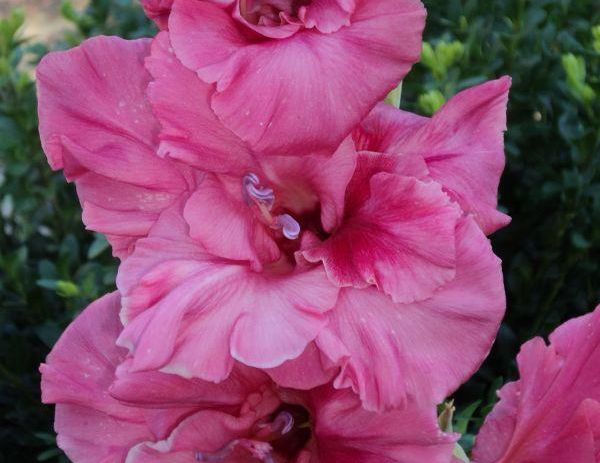 Varieties of gladioli with photos and names (white, red, amber, pink, yellow, lilac, blue) + classification