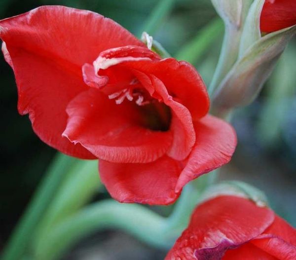 Varieties of gladioli with photos and names (white, red, amber, pink, yellow, lilac, blue) + classification