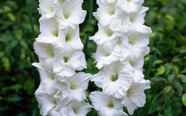 Varieties of gladioli with photos and names (white, red, amber, pink, yellow, lilac, blue) + classification