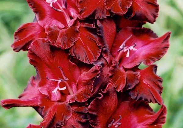 Varieties of gladioli with photos and names (white, red, amber, pink, yellow, lilac, blue) + classification