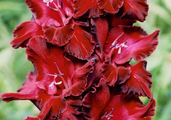 Varieties of gladioli with photos and names (white, red, amber, pink, yellow, lilac, blue) + classification