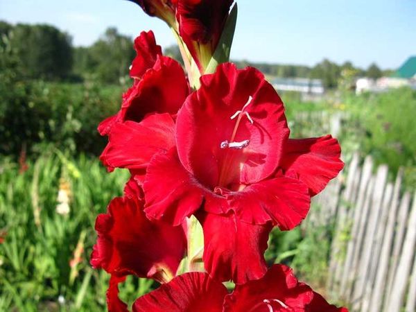 Varieties of gladioli with photos and names (white, red, amber, pink, yellow, lilac, blue) + classification