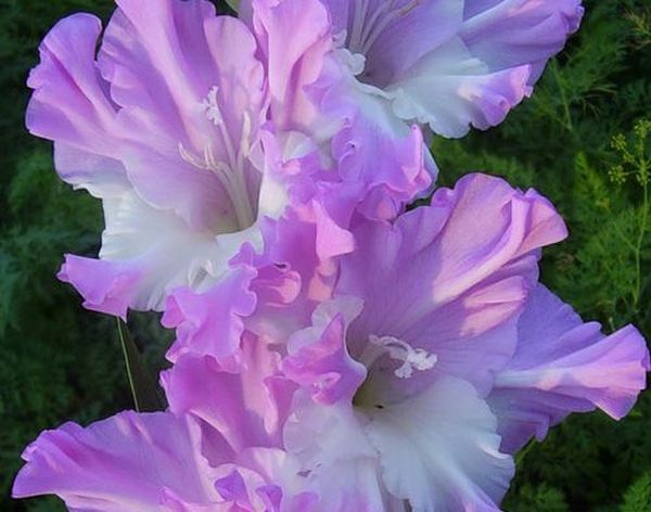 Varieties of gladioli with photos and names (white, red, amber, pink, yellow, lilac, blue) + classification