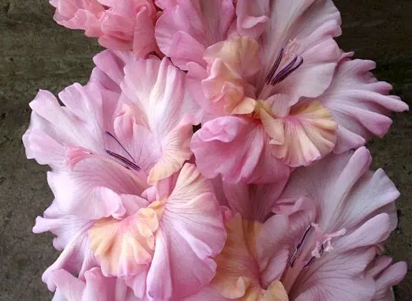 Varieties of gladioli with photos and names (white, red, amber, pink, yellow, lilac, blue) + classification