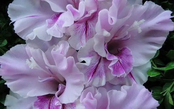 Varieties of gladioli with photos and names (white, red, amber, pink, yellow, lilac, blue) + classification