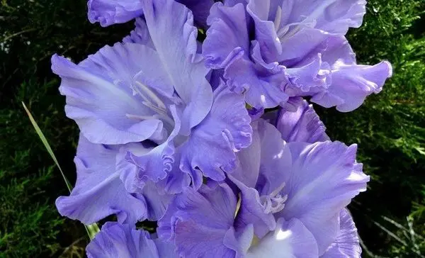 Varieties of gladioli with photos and names (white, red, amber, pink, yellow, lilac, blue) + classification