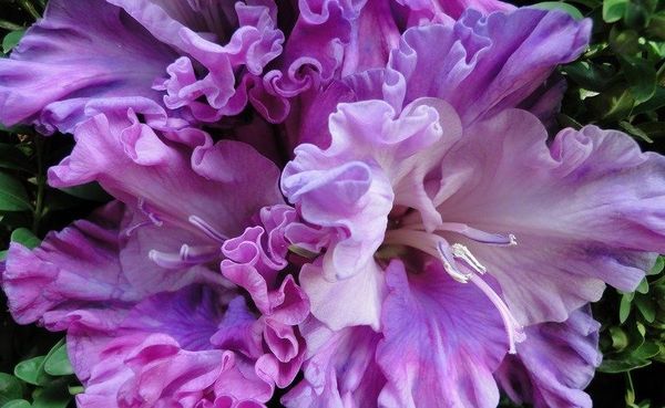 Varieties of gladioli with photos and names (white, red, amber, pink, yellow, lilac, blue) + classification