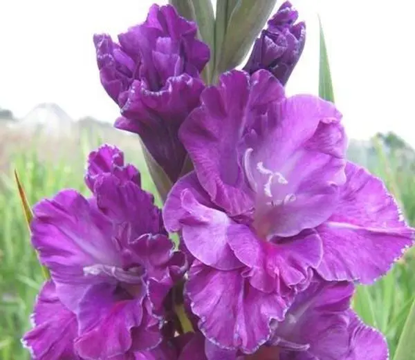 Varieties of gladioli with photos and names (white, red, amber, pink, yellow, lilac, blue) + classification