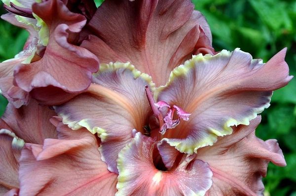 Varieties of gladioli with photos and names (white, red, amber, pink, yellow, lilac, blue) + classification