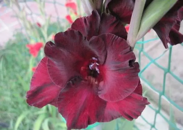 Varieties of gladioli with photos and names (white, red, amber, pink, yellow, lilac, blue) + classification