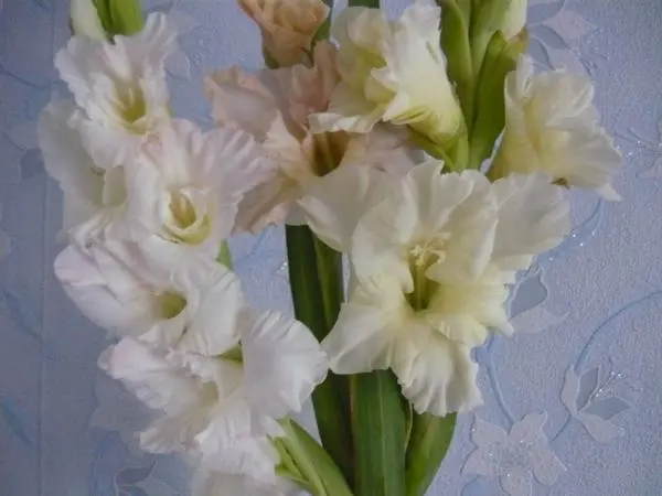 Varieties of gladioli with photos and names (white, red, amber, pink, yellow, lilac, blue) + classification