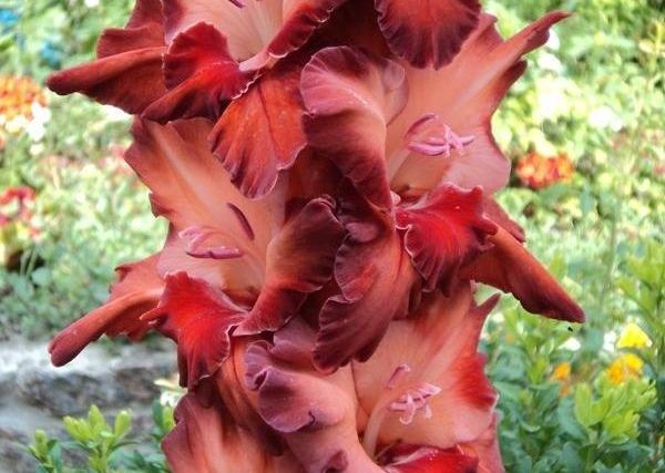 Varieties of gladioli with photos and names (white, red, amber, pink, yellow, lilac, blue) + classification