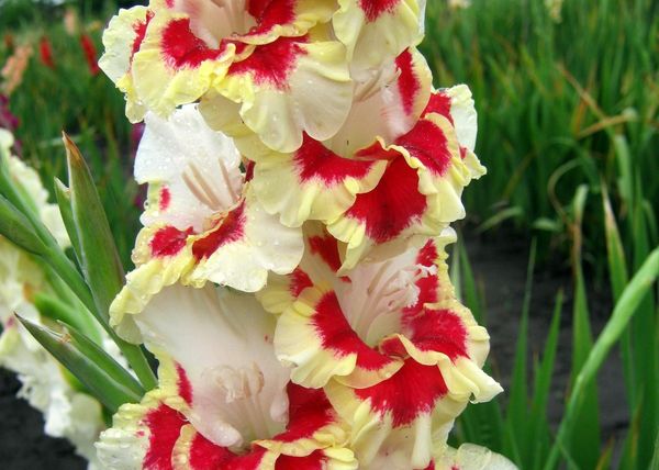 Varieties of gladioli with photos and names (white, red, amber, pink, yellow, lilac, blue) + classification