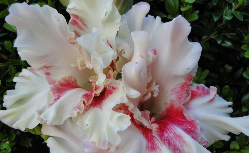 Varieties of gladioli with photos and names (white, red, amber, pink, yellow, lilac, blue) + classification