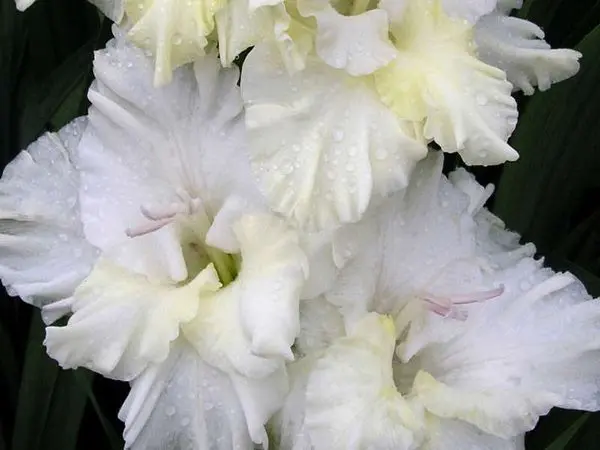 Varieties of gladioli with photos and names (white, red, amber, pink, yellow, lilac, blue) + classification