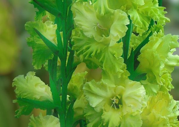 Varieties of gladioli with photos and names (white, red, amber, pink, yellow, lilac, blue) + classification