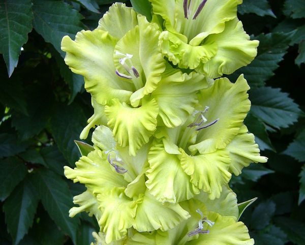 Varieties of gladioli with photos and names (white, red, amber, pink, yellow, lilac, blue) + classification