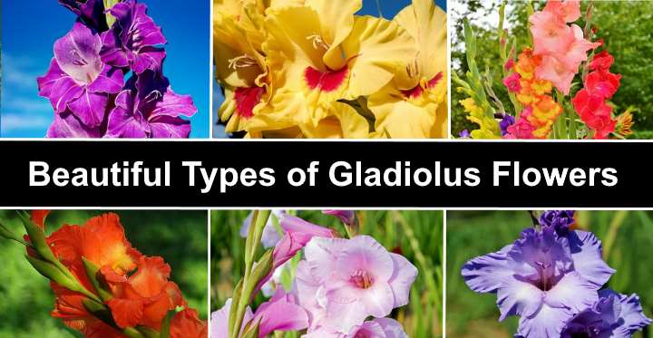 Varieties of gladioli with photos and names (white, red, amber, pink, yellow, lilac, blue) + classification