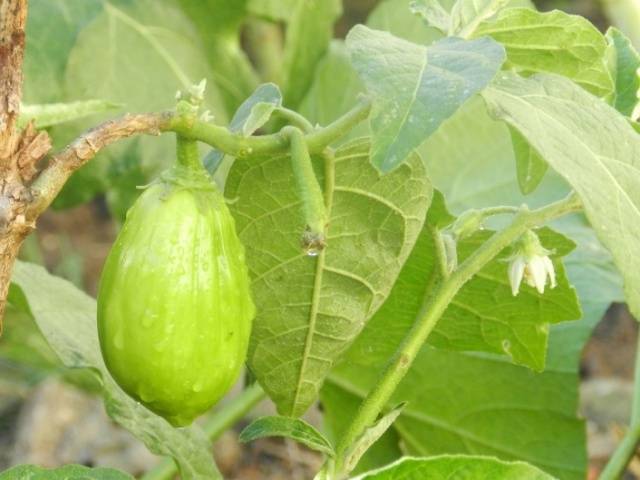 Varieties of green eggplant