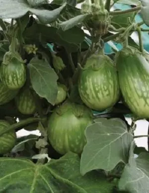 Varieties of green eggplant