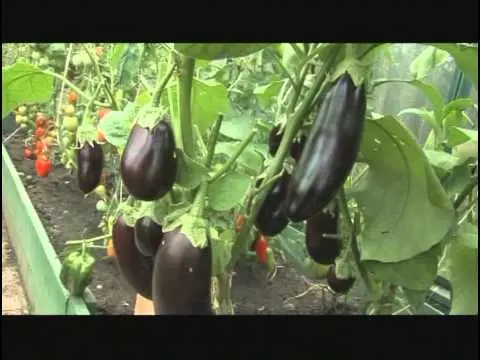 Varieties of green eggplant