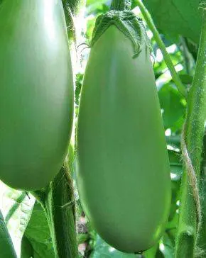 Varieties of green eggplant