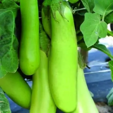 Varieties of green eggplant