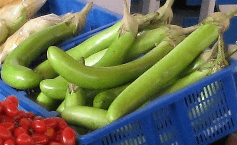 Varieties of green eggplant