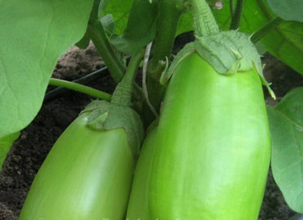 Varieties of green eggplant