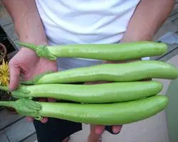 Varieties of green eggplant