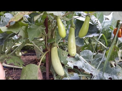 Varieties of green eggplant