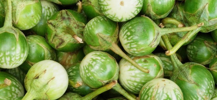 Varieties of green eggplant