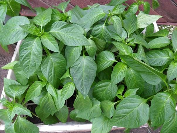 Varieties of green sweet pepper